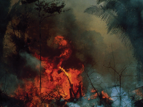 In the Ashes of the Forest (Part 1) In the Ashes of the Forest (Part 1)