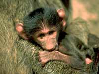 Baboon Tales - image