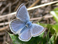 Butterflies and Bulldozers - image