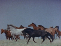 El Caballo El Caballo