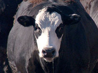 Frankensteer Frankensteer