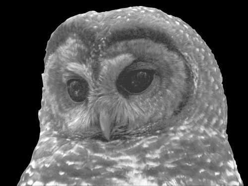 The God Squad and the Case of the Northern Spotted Owl - image