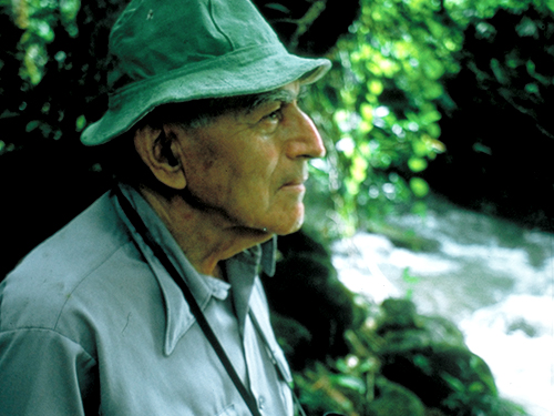 A Naturalist in the Rainforest - image