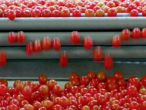We Feed the World We Feed the World