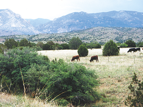 Whose Home on the Range? - image