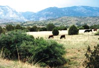 Whose Home on the Range? Whose Home on the Range?