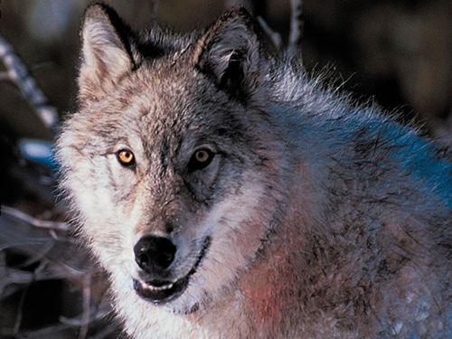 Wolves in Paradise Wolves in Paradise
