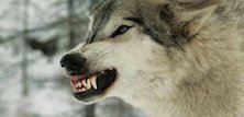 Wolves Unleashed - image