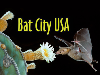 Bat City USA - image