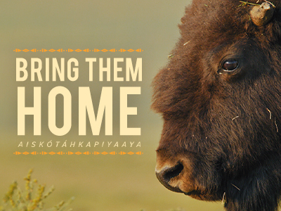 Bring Them Home / Aiskótáhkapiyaaya - image