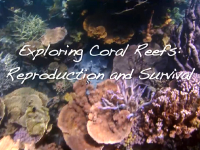 Exploring Coral Reefs - image