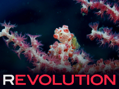 Revolution - image
