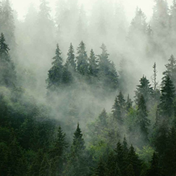 Of Trees and Forests