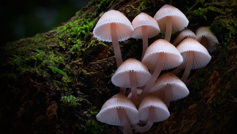 Fungi