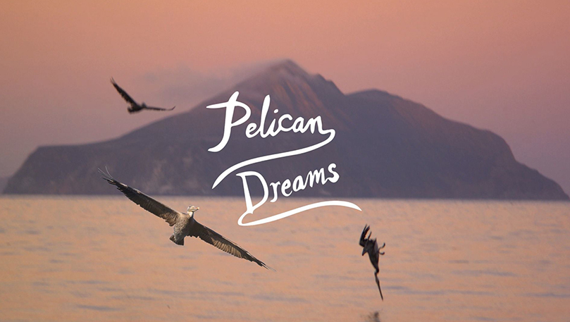 Pelican Dreams