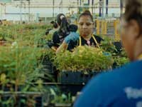 Treewashing: The Planting Illusion - image