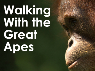 Walking With the Great Apes - image