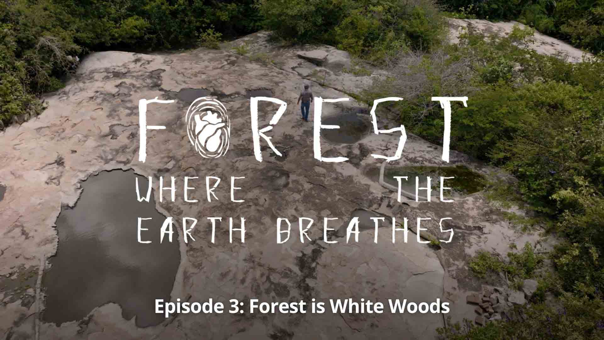 Forest, Where the Earth Breathes, Ep. 03 - Forest Is White Woods - image