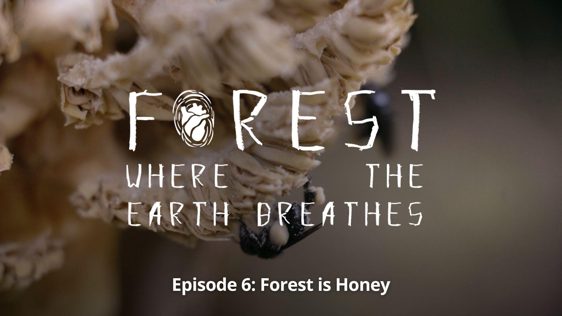 Forest, Where the Earth Breathes, Ep. 06 - Forest Is Honey - image