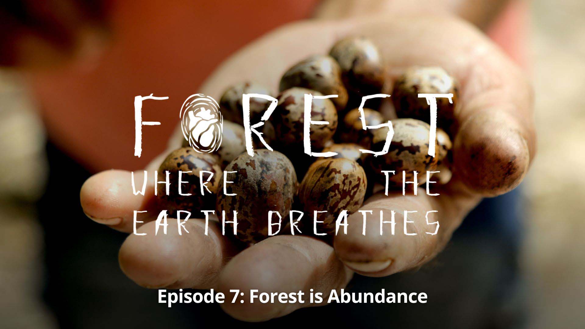 Forest, Where the Earth Breathes, Ep. 07 - Forest Is Abundance - image
